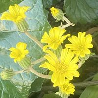 ツワブキ,キク科 ツワブキ属,マンションの敷地内の画像