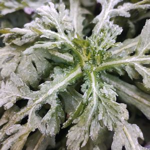 シュンギク,霜の朝,春菊,ガーデニング,ネコ好きの画像