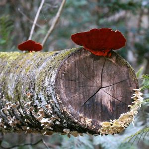 ウメ,サボテン,キノコ,ソヨゴ,サルトリイバラの画像