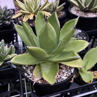 アガベ,アガベ・イシスメンシス⚡️ビクトリア レジーナの画像