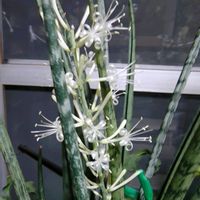 サンスベリア,サンスベリア,サンスベリア,観葉植物,ガーデニングの画像