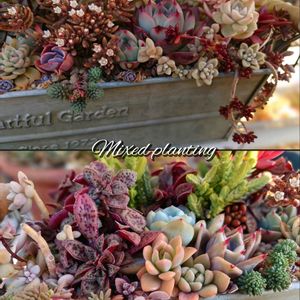 多肉植物,育てやすい多肉植物,多肉植物寄せ植え,普及種,多肉棚の画像