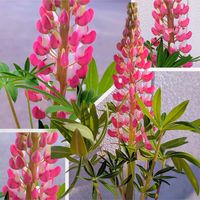 ルピナス,ルピナス　スプリングスマイル,ガーデニング,マイガーデン,いつもありがとう♡の画像