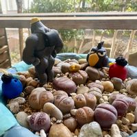 リトープス,チレコドン・パニキュラートゥス阿房宮,ｵｹﾂの日,ちょこんとﾋﾟｰﾀﾝ,トリの日の画像