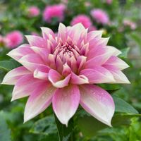 ダリア,川西ダリヤ園,あおいちゃん,お散歩ちゃんキーホルダー,お散歩は季節をまとっての画像