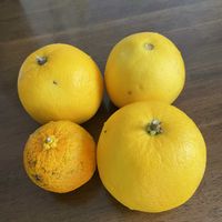 レモン,夏みかん,初めて,手作りジャム,植物大好きの画像