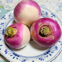 カブ,あやめ雪かぶ,かぶ  あやめ雪の画像