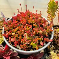 黒法師,多肉植物,アエオニウム,ピンクウィッチの画像