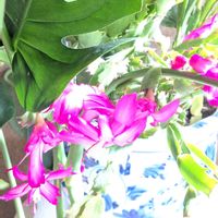 シャコバサボテン,モンステラの画像