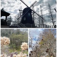 プリムラ マラコイデス,感謝,ありがとう♡,今日も笑顔で♡,お花に癒されての画像