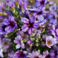 プリムラ マラコイデス,青い花マニア,美しく青きドヨウ,チーム・ブルー,チームブルーNo.117の画像