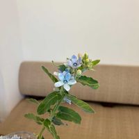 ブルースターの画像