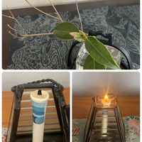 ドウダンツツジ,胡蝶侘助,B型,GSミニモニ。,バラと夢CLUBの画像