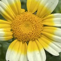 春菊,花壇,ガーデニング,野菜の花,キク科の画像