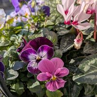 ストレプトカーパス,ビオラ,挿し芽の画像