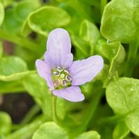 紫色の花,#ガーデニング,エクステリアの画像