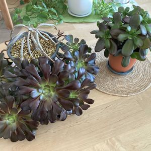 黒法師,黒法師,桜花月,桜花月,金のなる木（桜花月)の画像