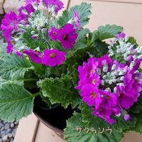 サクラソウ,花のある暮らし,植物大好き,人に優しく,玄関内側の画像