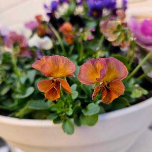 hanao ビオラ,花越　ビオラ,鉢植え,明るい日陰,プランターの画像