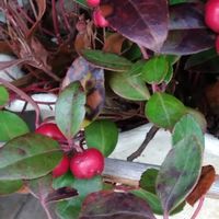 チェッカーベリー,チェッカーベリー,花のある暮らし,お家園芸の画像