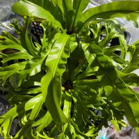 タニワタリ,アスプレニウム,緑のある暮らし,植物大好きの画像