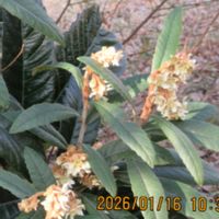 ビワ,寄り道散歩の画像