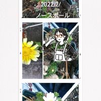 春菊,今日のお花,注意しましょう,コラージュ仲間達,お散歩ちゃん広報委員会の画像