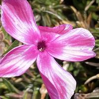 シバザクラ,芝桜,芝桜,芝桜,シバザクラ（芝桜）の画像