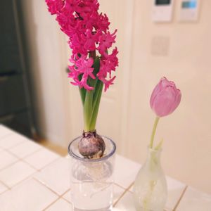 チューリップ,ヒヤシンス,水耕栽培,球根,一輪挿しの画像