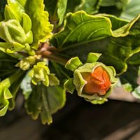 小米星,お花咲きそう！,ハイビスカス　プチサンライズ,お花のある暮らしの画像