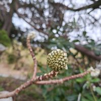 ミツマタの画像