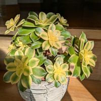 夕映え,多肉植物,アエオニウム,可愛い,よろしくね♡の画像