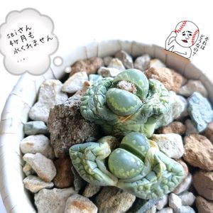 ウメ,緑大津絵,exC350 緑大津絵,ウソ(鷽),多肉植物の画像