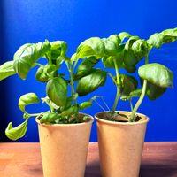 バジル,バジル,ハーブのある暮らし,植物育成LEDライト,リビング・ダイニングの画像