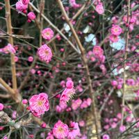 ウメ,ジャガイモ,散歩道,新年会,家庭菜園の画像