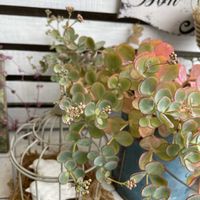 ミセバヤ,お庭,庭の放置多肉,おうち園芸,雪の中のタイガーアイの画像