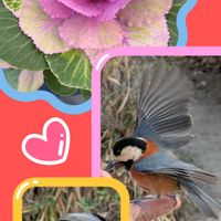 葉牡丹,ビオラ,レースラベンダー,ｵｹﾂの日,土曜日は紫の花の画像