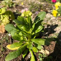 ストック,地植え,ガーデニング,玄関前庭,庭の画像