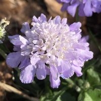 スカビオサ,スカビオサ,公園,鉢植え,花壇の画像