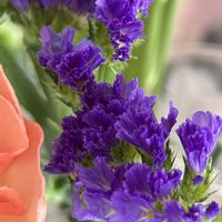 スターチス,玄関内側の画像