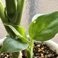 シンゴニウム,バンブー,デヘンバキア クールビューティ,デヘンバキア クールビューティ,観葉植物の画像