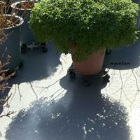 ボンザマーガレット,花と生きるサントリー,サンフラマニア,サンフラびとの画像