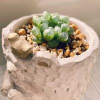 オブツーサ・トルンカータ,ハオルチア オブツーサ,ハオルチア オブツーサ,ハオルチア クーペリー,多肉植物の画像