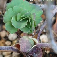 オダマキ,パンジー・ビオラ,日本水仙,西洋オダマキ,ウィンキーダブルダークブルーホワイトの画像