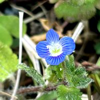 オオイヌノフグリ,セイタカアワダチソウ,ホトケノザ,ヒメジョオン,ヒメジョオンの画像