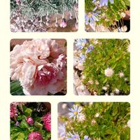 ブルーデージー,イタドリの種子,GSのみなさんに感謝♡,癒やし,出先の画像