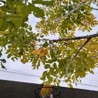 シマトネリコ,リンゴ,鳥さんのエサ,トリの日の画像