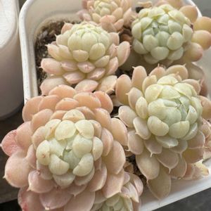  桃美人,ペレスデラロサエ　ピンクエッジ,ホワイトストーンクラブ,ボールオブファット,セダム属の画像