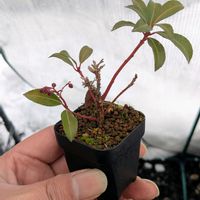 アセビ,盆栽,ミニ盆栽,盆栽苗木,まめ盆栽の画像