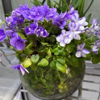 セントポーリア,セントポーリア,ガラスのテラリウム,レディ・ガガ,開花中の画像